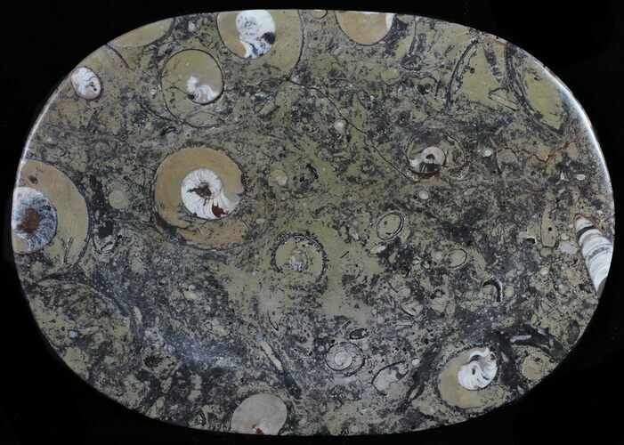 / Fossil Orthoceras & Goniatite Plate - Stoneware #58573